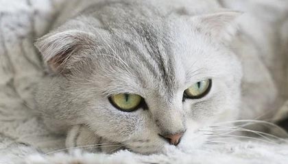 乐鱼：在水的节奏中找回生活的轻盈